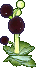 玄珠草