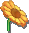 頭上一朵花