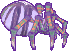 ▲斑斕蜘蛛