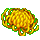 金絲皇菊